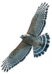 Click image for larger version

Name:	red shoulder hawk.png
Views:	114
Size:	124.2 KB
ID:	63070
