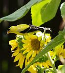 Click image for larger version

Name:	Goldfinch 2.jpg
Views:	358
Size:	201.7 KB
ID:	40876