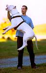 Click image for larger version

Name:	Dogo_argentino_jumping.jpg
Views:	1341
Size:	59.2 KB
ID:	38925