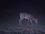 Click image for larger version

Name:	Game camera 025.jpg
Views:	150
Size:	114.8 KB
ID:	11150