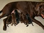 Click image for larger version
Name: puppy 2.JPG
Views: 18918
Size: 160.5 KB
ID: 35426