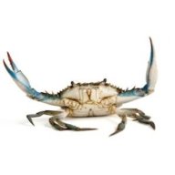 bloocrab