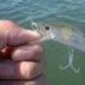 mag minnow