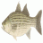 Fish Or Die