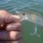 mag minnow