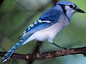 BlueJay's Avatar
