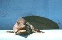 seadog's Avatar