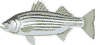 Fishforaliving's Avatar