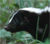 Skunkmaster's Avatar