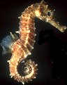 SEA HORSE's Avatar