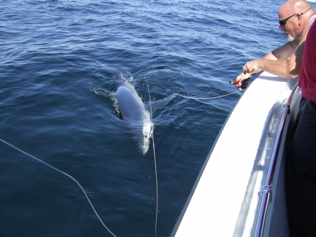 Sharking with Niko