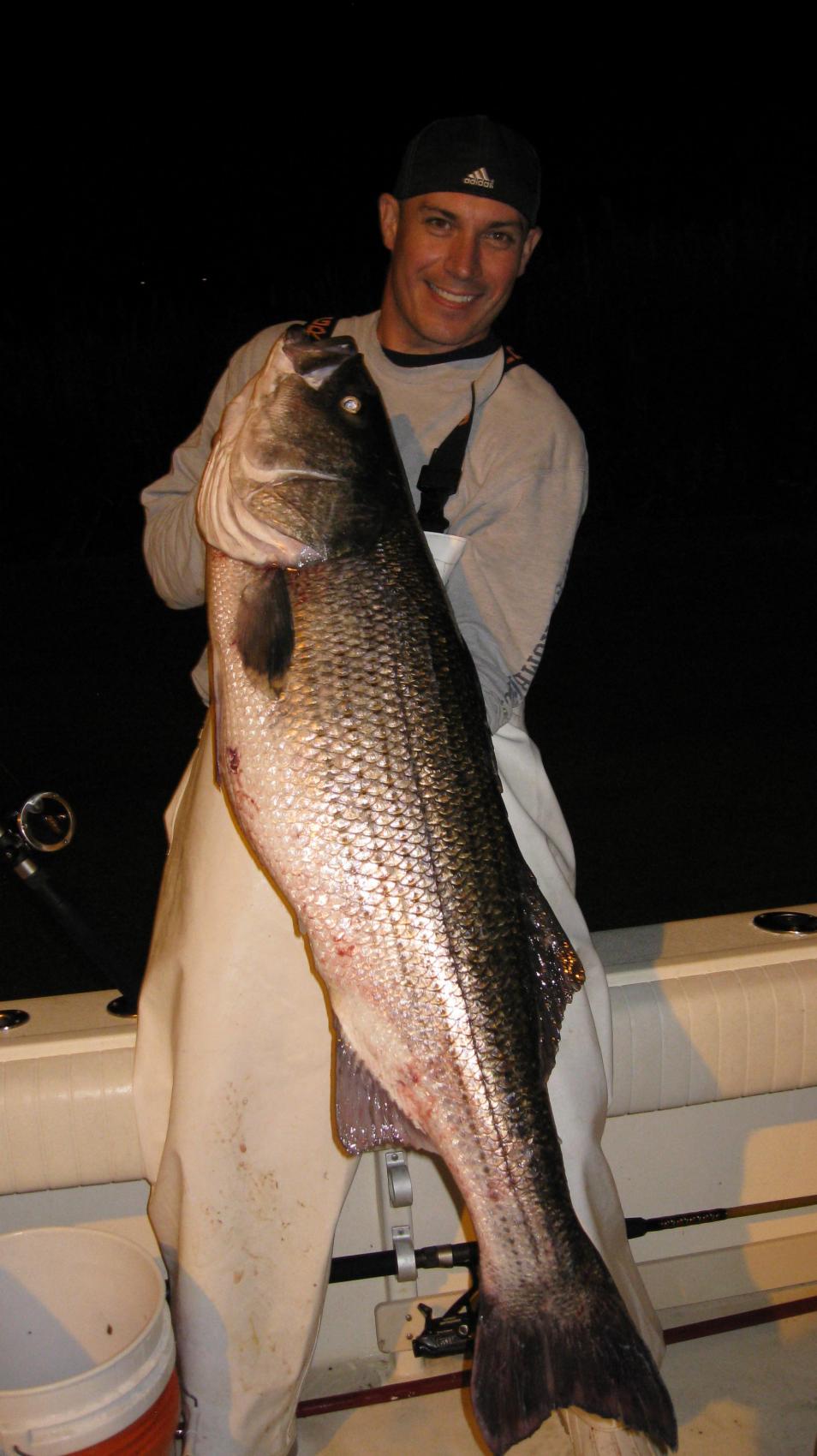 Bass 1