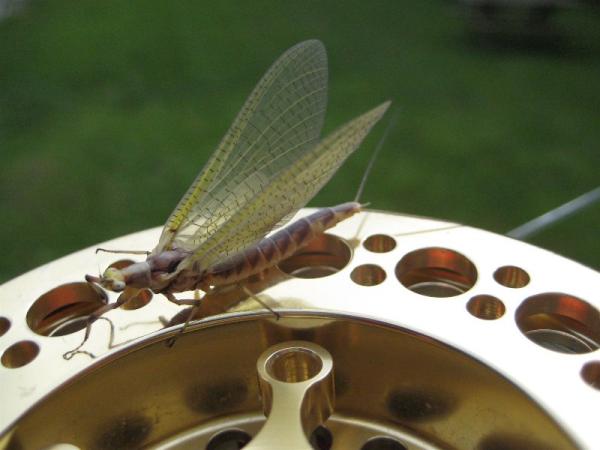 Fly2