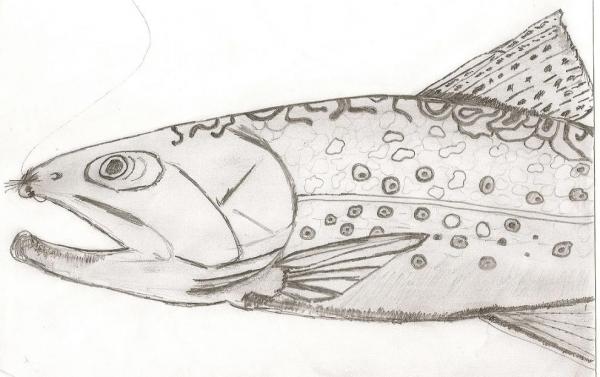 Brook%20Trout