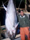 900lb Giant Bluefin Tuna