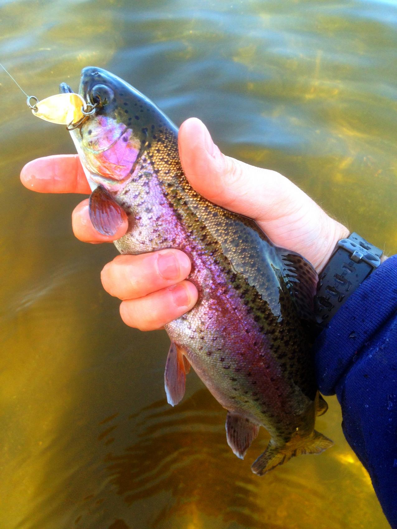 early season trout