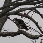 osprey