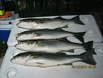 Striped Bass