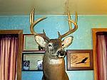 Whittail Buck 8 pt Score 139 weight 210 dressed