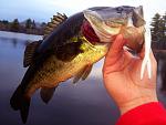 Spring bucketmouth