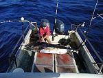 Pacific Blue Marlin off of Kauai