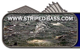 header_logo_blitz.jpg