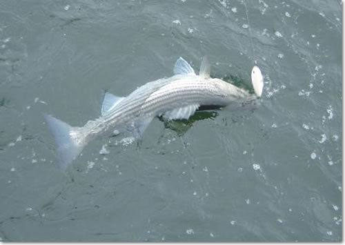 Narragansett Striper