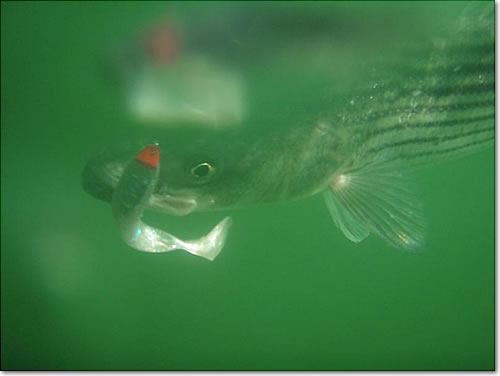 Underwater Striper