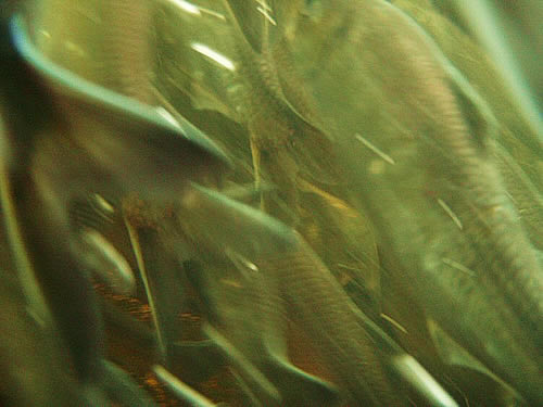 Herring Run