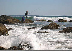 Striped Bass Striped Bass