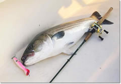 Striped Bass Striped Bass