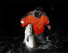 Striped Bass Striped Bass